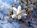 one white magnolia flower on a branch