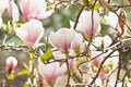 magnolia with white and pink flowers Royalty Free Stock Photo