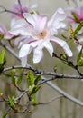 Magnolia white-pink flowers