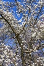 Magnolia x kewensis `Wada`s Memory` blossom