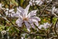 Closeup of single pink flower of Magnolia Ãâ loebneri `Leonard Messel` in dappled woodland light Royalty Free Stock Photo