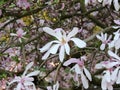 Magnolia x loebneri `Leonard Messel` during flowering Royalty Free Stock Photo
