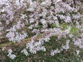 Magnolia x loebneri `Leonard Messel` during flowering Royalty Free Stock Photo