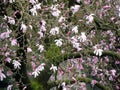 Magnolia x loebneri `Leonard Messel` during flowering Royalty Free Stock Photo