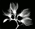 Magnolia x-ray photography design, remix from original artwork Royalty Free Stock Photo