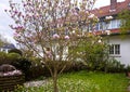 Magnolia x soulangeana tree in garden in springtime Royalty Free Stock Photo