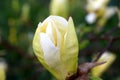Magnolia Yellow lantern, magnolia bulb