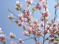 Pink blossom of Magnolia soulangeana Royalty Free Stock Photo