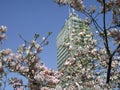 Magnolia Ãâ soulangeana pink blossom Royalty Free Stock Photo