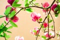 Magnolian tree background. Spring flowers. Nature blooming trees. Springtime. Royalty Free Stock Photo