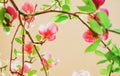 Magnolian tree background. Spring flowers. Nature blooming trees. Springtime. Royalty Free Stock Photo