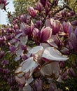 Magnolia Blossoms - Spring Flowers Royalty Free Stock Photo