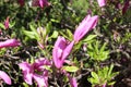 Magnolias bloom bright pink flowers on a sunny spring day Royalty Free Stock Photo