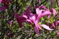 Magnolias bloom bright pink flowers on a sunny spring day