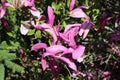 Magnolias bloom bright pink flowers on a sunny spring day