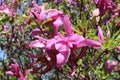 Magnolias bloom bright pink flowers on a sunny spring day