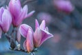 Magnolias on a branch in springtime. Beautiful spring pink flowers in spring orchard. Magnolia tree in sunshine.  Toned image. Royalty Free Stock Photo