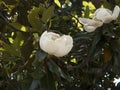 Magnolias in the garden at Mount Vernon George Washingtons Home on the Banks of the Potomac USA Royalty Free Stock Photo