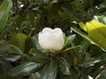 Magnolias in the garden at Mount Vernon George Washingtons Home on the Banks of the Potomac USA Royalty Free Stock Photo