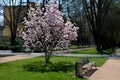 Magnolias are shrubs or trees prized for their large scented flowers. They come in a variety of colors, from white and yellow to p Royalty Free Stock Photo