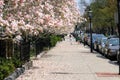 Magnolias on the sidewalk Royalty Free Stock Photo