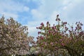 Magnolias tree in the park Magnoliaceae Royalty Free Stock Photo