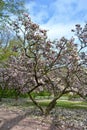 Magnolias tree in the park Magnoliaceae Royalty Free Stock Photo