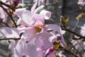 Magnolie blooming in the garden Royalty Free Stock Photo