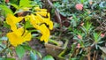 Magnoliophyta, Angiospermae, alamanda yellow elder, bunga terompet kuning