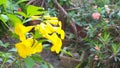 Magnoliophyta, Angiospermae, alamanda yellow elder, bunga terompet kuning