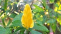 Magnoliophyta, Angiospermae, alamanda yellow elder, bunga terompet kuning, trumpet-shaped ornamental flower,