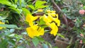 Magnoliophyta, Angiospermae, alamanda yellow elder, bunga terompet kuning, trumpet-shaped ornamental flower,