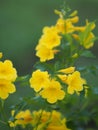 Magnoliophyta, Angiospermae Gold Yellow trumpet flower, ellow elder, Trumpetbush, Tecoma stans blurred of background beautiful in Royalty Free Stock Photo