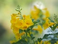 Magnoliophyta, Angiospermae Gold Yellow trumpet flower, ellow elder, Trumpetbush, Tecoma stans blurred of background beautiful in Royalty Free Stock Photo