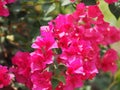 Magnoliophyta Scientific name Bougainvillea Paper flower dark pink color on blurred of nature background Royalty Free Stock Photo