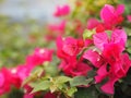 Magnoliophyta Scientific name Bougainvillea Paper flower dark pink color on blurred of nature background Royalty Free Stock Photo