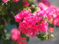 Magnoliophyta Scientific name Bougainvillea Paper flower dark pink color on blurred of nature background Royalty Free Stock Photo