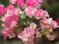 Magnoliophyta Scientific name Bougainvillea Paper flower pink color on blurred of nature background Royalty Free Stock Photo