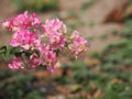 Magnoliophyta Scientific name Bougainvillea Paper flower pink color on blurred of nature background Royalty Free Stock Photo