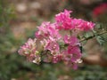 Magnoliophyta Scientific name Bougainvillea Paper flower pink color on blurred of nature background Royalty Free Stock Photo