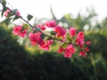 Magnoliophyta Scientific name Bougainvillea Paper flower red flower on blurred of nature background Royalty Free Stock Photo