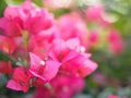 Magnoliophyta Scientific name Bougainvillea Paper flower red flower on blurred of nature background Royalty Free Stock Photo