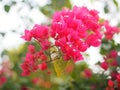 Magnoliophyta Scientific name Bougainvillea Paper flower red flower on blurred of nature background Royalty Free Stock Photo