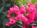 Magnoliophyta Scientific name Bougainvillea Paper flower red flower on blurred of nature background Royalty Free Stock Photo