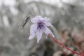 magnoliopsida Flowers are blooming and have purple-white color Royalty Free Stock Photo