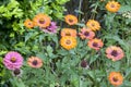 Magnoliopsida flowers in the garden plot Royalty Free Stock Photo