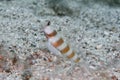 Magnus prawn goby Royalty Free Stock Photo