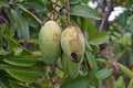 Mago fruits damage from pest, rotten