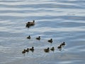 Magog Memphremagog Lake duck baby