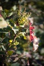 Magone Holm. Spring flowering of an evergreen shrub